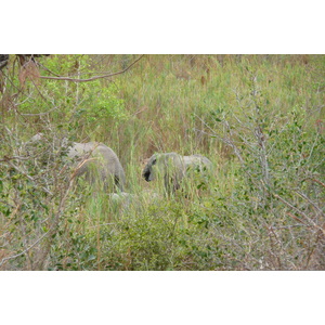 照片 南非(South Africa) 克鲁格国家公园(Kruger National Park) 萨布尔河(Sable River) 2008-09 24