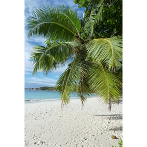 照片 塞舌尔(Seychelles) 拉齐奥湾(Anse Lazio) 2011-10 130