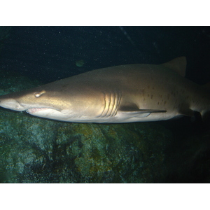 照片 泰国(Thailand) 曼谷(Bangkok) 暹罗海洋世界(Siam Ocean World) 2005-12 38