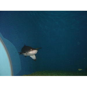 照片 泰国(Thailand) 曼谷(Bangkok) 暹罗海洋世界(Siam Ocean World) 2005-12 36