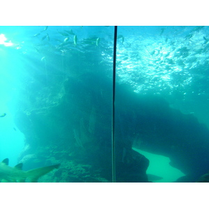 照片 泰国(Thailand) 曼谷(Bangkok) 暹罗海洋世界(Siam Ocean World) 2005-12 32
