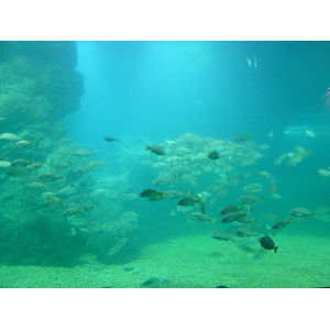 照片 泰国(Thailand) 曼谷(Bangkok) 暹罗海洋世界(Siam Ocean World) 2005-12 23