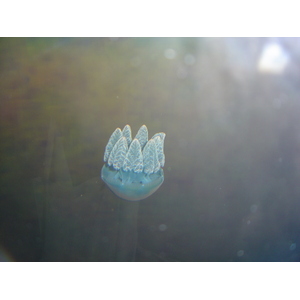 照片 泰国(Thailand) 曼谷(Bangkok) 暹罗海洋世界(Siam Ocean World) 2005-12 19