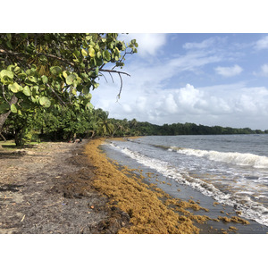 照片 瓜德罗普(Guadeloupe) 维亚尔海滩(Viard Beach) 2021-02 2