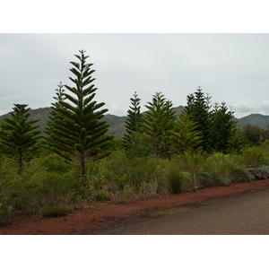 照片 新喀里多尼亚(New Caledonia) 蓝河公园(Parc de la Riviere Bleue) 2010-05 100