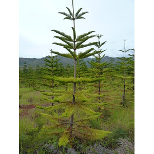 照片 新喀里多尼亚(New Caledonia) 蓝河公园(Parc de la Riviere Bleue) 2010-05 94