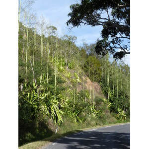 照片 新喀里多尼亚(New Caledonia) 2010-05 86