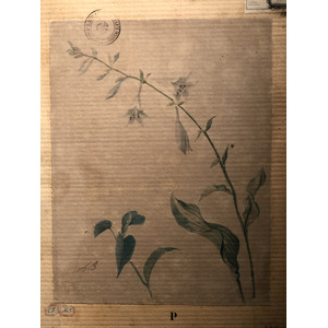 照片 意大利(Italy) 西西里岛(Sicily) 巴勒莫(Palermo) 诺曼王宫(Palazzo dei Normanni) 2020-02 16