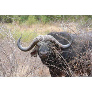 照片 南非(South Africa) 克鲁格国家公园(Kruger National Park) 萨布尔河(Sable River) 2008-09 80