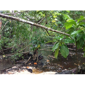 照片 哥斯达黎加(Costa Rica) 卡维塔(Cahuita) 2015-03 255