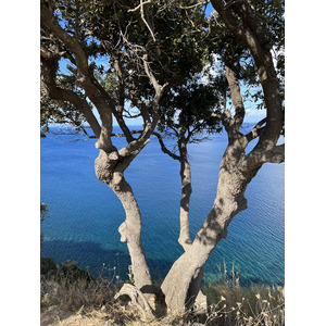 照片 意大利(Italy) 厄尔巴岛(Isola d'Elba) 2021-09 147