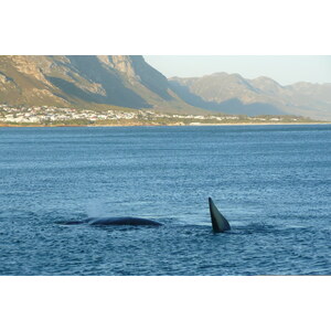 照片 南非(South Africa) 赫曼努斯(Harmanus) 2008-09 274