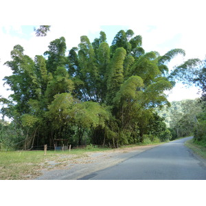照片 新喀里多尼亚(New Caledonia) 通图塔至蒂奥公路(Tontouta to Thio road) 2010-05 20