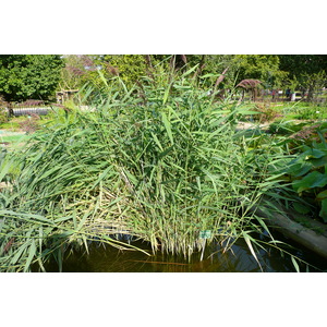 照片 法国(France) 巴黎(Paris) 巴黎植物园(Jardin des Plantes) 2007-08 151