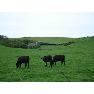 照片 英国(United Kingdom) 彭布罗克郡(Pembrokeshire) 戴尔(Dale) 2006-05 8
