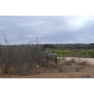 照片 南非(South Africa) 克鲁格国家公园(Kruger National Park) 萨布尔河(Sable River) 2008-09 89