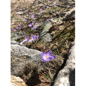 照片 法国(France) 科西嘉岛(Corsica) 梅洛湖和卡皮泰洛湖(Lac de Melo et Capitello) 2021-06 27