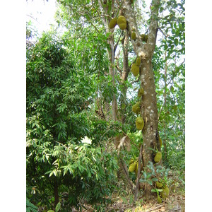 照片 缅甸(Myanmar) 土瓦至茂马干海滩公路(Road from Dawei to Maungmagan beach) 2005-01 10