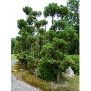 照片 日本(Japan) 京都(Kyoto) 二条城(Nijo Castle) 2010-06 23