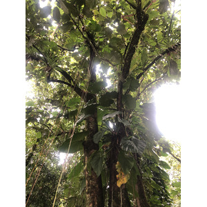 照片 瓜德罗普(Guadeloupe) 螯虾瀑布(Cascade aux ecrevisses) 2021-02 21