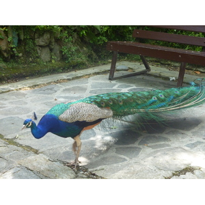 照片 意大利(Italy) 帕拉维奇诺别墅(Villa Pallavicino) 2009-06 8