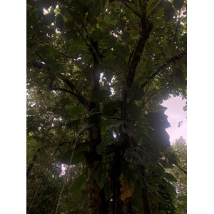 照片 瓜德罗普(Guadeloupe) 螯虾瀑布(Cascade aux ecrevisses) 2021-02 20