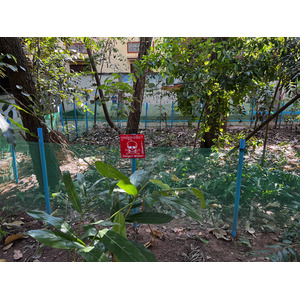 照片 柬埔寨(Cambodia) 暹粒(Siem Reap) 柬埔寨地雷博物馆(Cambodia Landmine Museum) 2023-01 11