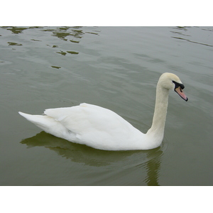 照片 英国(United Kingdom) 利兹城堡(Leeds castle) 2001-04 12