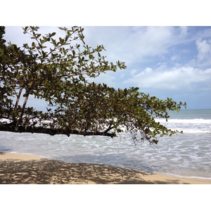 照片 哥斯达黎加(Costa Rica) 卡维塔(Cahuita) 2015-03 193