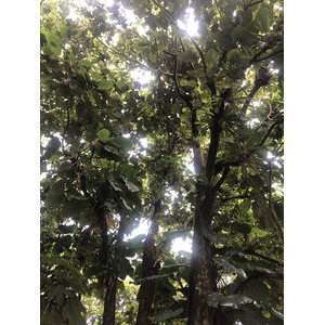 照片 瓜德罗普(Guadeloupe) 螯虾瀑布(Cascade aux ecrevisses) 2021-02 8