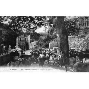 照片 法国(France) 科西嘉岛(Corsica) 老明信片(Old Postcards) 1900-01 23