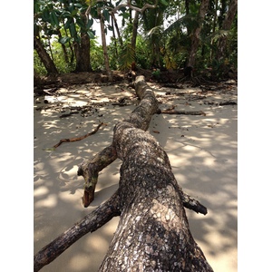 照片 哥斯达黎加(Costa Rica) 卡维塔(Cahuita) 2015-03 94