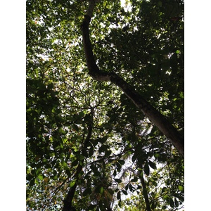 照片 哥斯达黎加(Costa Rica) 卡维塔(Cahuita) 2015-03 154