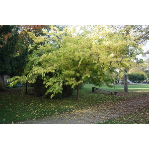 照片 法国(France) 巴黎(Paris) 巴加泰勒公园(Bagatelles) 2016-10 32
