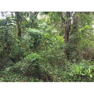 照片 哥斯达黎加(Costa Rica) 蒙特苏马(Montezuma) 2015-03 348