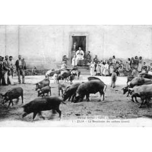 照片 法国(France) 科西嘉岛(Corsica) 老明信片(Old Postcards) 1900-01 59