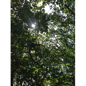照片 哥斯达黎加(Costa Rica) 卡维塔(Cahuita) 2015-03 137