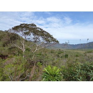 照片 新喀里多尼亚(New Caledonia) 蓝河公园(Parc de la Riviere Bleue) 2010-05 116