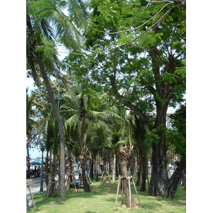 照片 泰国(Thailand) 芭提雅海滩(Pattaya Beach) 2007-02 198