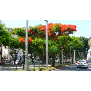 照片 以色列(Israel) 特拉维夫(Tel Aviv) 罗斯柴尔德大道(Rothschild Street) 2007-06 26