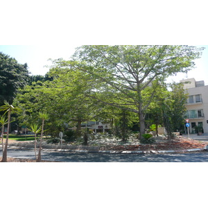照片 以色列(Israel) 特拉维夫(Tel Aviv) 罗斯柴尔德大道(Rothschild Street) 2007-06 24