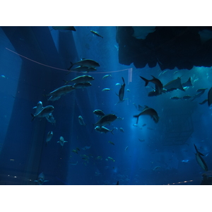 照片 阿联酋(United Arab Emirates) 迪拜(Dubai) 迪拜购物中心(The Dubai Mall) 2011-12 67
