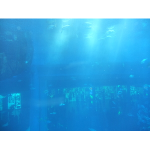 照片 阿联酋(United Arab Emirates) 迪拜(Dubai) 迪拜购物中心(The Dubai Mall) 2011-12 34