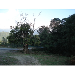 照片 法国(France) 科西嘉岛(Corsica) 阿莱萨尼山谷(Valle d'alesani) 2006-09 124
