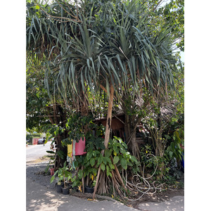 照片 泰国(Thailand) 兰塔岛(Ko Lanta) 2023-01 57