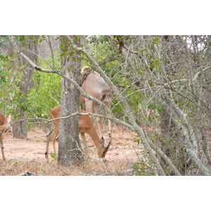 照片 南非(South Africa) 克鲁格国家公园(Kruger National Park) 2008-09 78