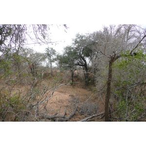 照片 南非(South Africa) 克鲁格国家公园(Kruger National Park) 2008-09 143