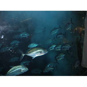 照片 阿联酋(United Arab Emirates) 迪拜(Dubai) 迪拜购物中心(The Dubai Mall) 2011-12 55