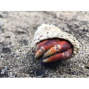 照片 瓜德罗普(Guadeloupe) 城堡角(Castle Point) 2021-02 321