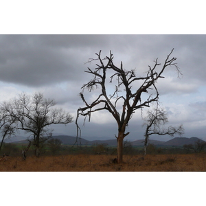 照片 南非(South Africa) 克鲁格国家公园(Kruger National Park) 鳄鱼河公路(Crocodile River road) 2008-09 34